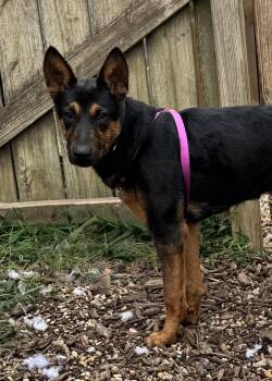 Princess -  Shepherd Dog for Adoption in Ellicott City, Maryland - Princess | PetCurious