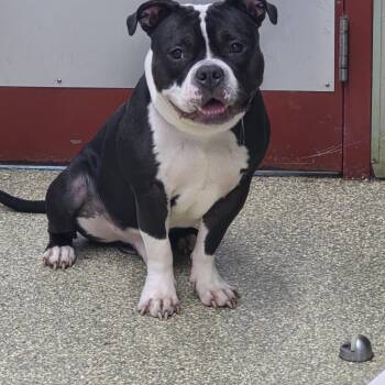 Tonka -  American Bully Dog for Adoption in Warwick, Rhode Island - Tonka | PetCurious