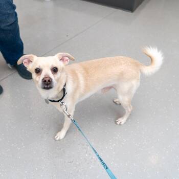 Rayne -  Chihuahua and Mixed Breed Dog for Adoption in New York, New York - Rayne | PetCurious