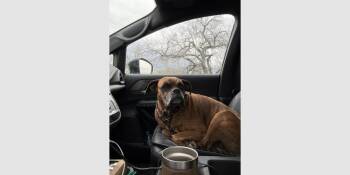 Boxer Dogs Available for Adoption - Sage | PetCurious