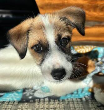 Terrier Dogs Available for Adoption in Brooklyn Center, Minnesota - Tatum | PetCurious