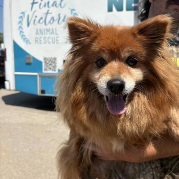 Koby -  Pomeranian Dog for Adoption in Columbia, South Carolina - Koby | PetCurious