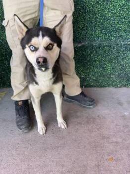 Siberian Husky and Mixed Breed Dogs Available for Adoption in El Paso, Texas - 60827443 | PetCurious