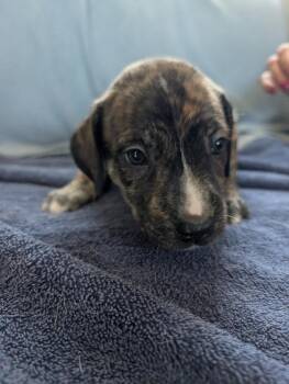 Pumpkin (orange) - Gavi -  Retriever Dog for Adoption in Lakeland, Florida - Pumpkin (orange) - Gavi | PetCurious