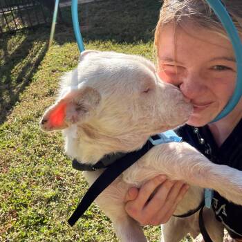 Mixed Breed Dogs Available for Adoption in Lynchburg, Virginia - Ranch | PetCurious