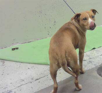 A2082391 -  German Shepherd Dog Dog for Adoption in Houston, Texas - A2082391 | PetCurious
