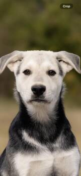 Poppy -  Catahoula Leopard Dog Dog for Adoption in Okolona, Mississippi - Poppy | PetCurious