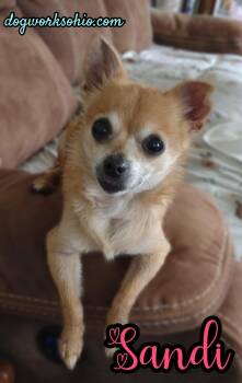 Sandi -  Chihuahua Dog for Adoption in Toledo, Ohio - Sandi | PetCurious