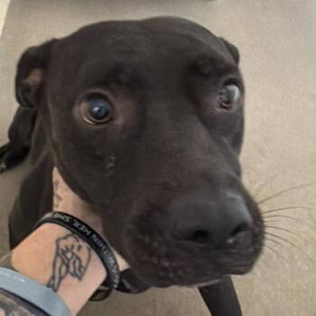 Holly -  Labrador Retriever and Pit Bull Terrier Dog for Adoption in Palestine, Texas - Holly | PetCurious