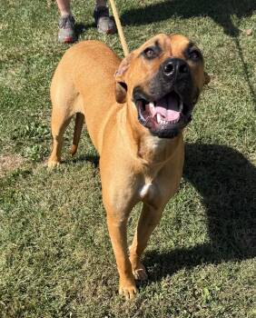 Rescue Mastiff and Doberman Pinscher Dogs for Adoption in Greencastle, Indiana - Boone (Jackson) | PetCurious