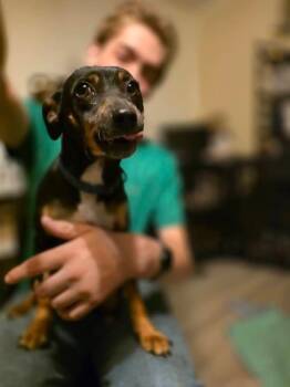 Rescue Miniature Pinscher and Dachshund Dogs for Adoption in Mcminnville, Tennessee - Shirly | PetCurious