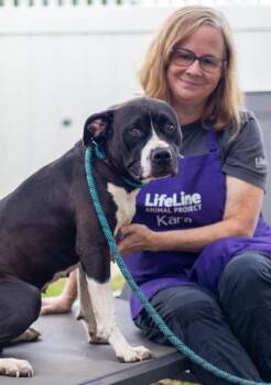 Sweet Lady -  Mixed Breed Dog for Adoption in Chamblee, Georgia - Sweet Lady | PetCurious