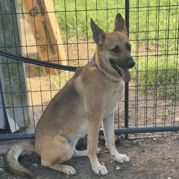 Rescue German Shepherd Dog Dogs for Adoption in Anahuac, Texas - Maura | PetCurious