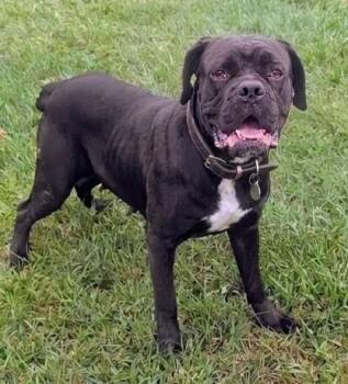 VANESSA -  Cane Corso Dog for Adoption in Akron, Ohio - VANESSA | PetCurious