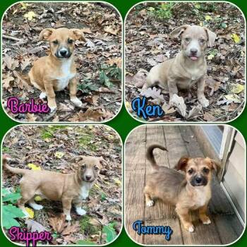 Barbie Litter - puppies 2 male 2 female -  Dachshund and Chihuahua Dog for Adoption in Traverse City, Michigan - Barbie Litter - Puppies 2 Male 2 Female | PetCurious