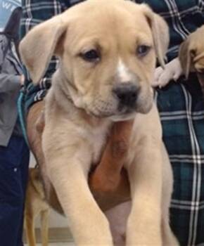 Boxer Dogs Available for Adoption in Oklahoma City, Oklahoma - A474821 | PetCurious