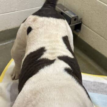 72467 -  Pit Bull Terrier Dog for Adoption in Harrisonburg, Virginia - 72467 | PetCurious