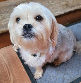 Dolly Parton (5 Years Old) -  Yorkshire Terrier Dog for Adoption in Albany, New York - Dolly Parton (5 Years Old) | PetCurious