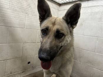 Rescue German Shepherd Dog and Mixed Breed Dogs for Adoption in San Bernardino, California - MILEY | PetCurious