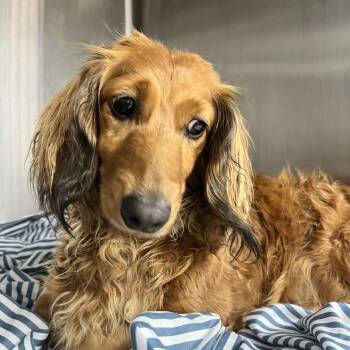 Greta -  Dachshund Dog for Adoption in Uniontown, Pennsylvania - Greta | PetCurious