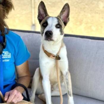Bluey -  Siberian Husky and Dutch Shepherd Dog for Adoption in Pasadena, California - Bluey | PetCurious