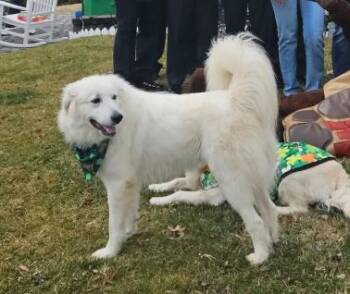 Isabella -  Great Pyrenees Dog for Adoption in Greenbelt, Maryland - Isabella | PetCurious