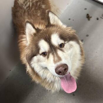 Kio -  Husky and Mixed Breed Dog for Adoption in Murray, Utah - Kio | PetCurious
