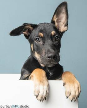 Tater - M -  Shepherd Dog for Adoption in Tampa, Florida - Tater - M | PetCurious