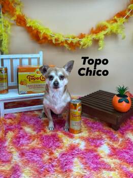 Chihuahua Dogs Available for Adoption in Sevierville, Tennessee - Toto Chico | PetCurious