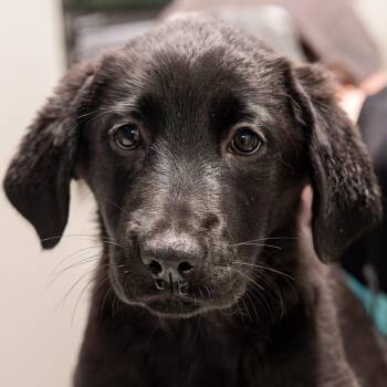Black Labrador Retriever and German Shepherd Dog Dogs Available for Adoption in Kennebunk, Maine - Blair | PetCurious