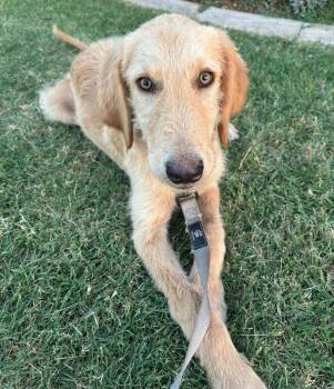 Halo -  Great Pyrenees Dog for Adoption in Kiowa, Oklahoma - Halo | PetCurious