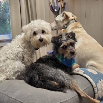 SANDY LEE -  Poodle and Terrier Dog for Adoption in Richmond, California - SANDY LEE | PetCurious