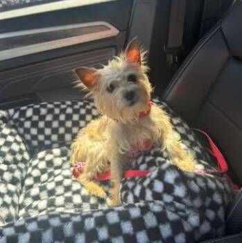 Yorkshire Terrier Dogs Available for Adoption - Rae | PetCurious
