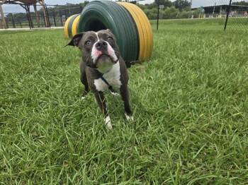 ZELDA -  American Bulldog and Mixed Breed Dog for Adoption in Winter Haven, Florida - ZELDA | PetCurious