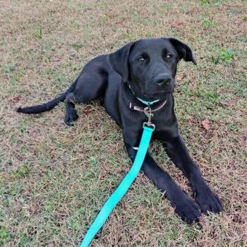 Rescue Black Labrador Retriever Dogs for Adoption in Hopkinton, Massachusetts - Willow | PetCurious