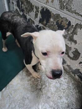 Rescue Pit Bull Terrier Dogs for Adoption in New Lexington, Ohio - Oscar #302 | PetCurious