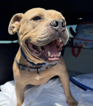 Duke -  Pit Bull Terrier Dog for Adoption in Grand Island, Nebraska - Duke | PetCurious