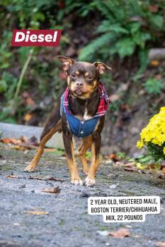 Diesel -  Boston Terrier and Chihuahua Dog for Adoption in Sevierville, Tennessee - Diesel | PetCurious