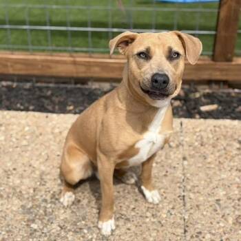 Black Mouth Cur Dogs Available for Adoption in Elgin, Texas - Spiro (URGENT) | PetCurious