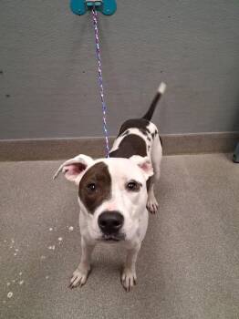 ONYX -  Pit Bull Terrier Dog for Adoption in Las Vegas, Nevada - ONYX | PetCurious