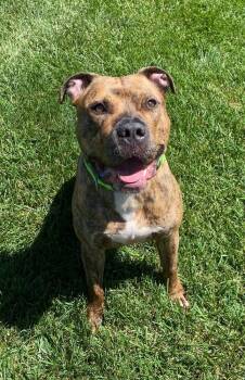 Rescue Mixed Breed Dogs for Adoption in Milton, Delaware - Bacon | PetCurious