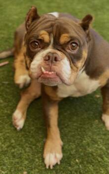 Ruby -  American Bully and Boston Terrier Dog for Adoption in Ventura, California - Ruby | PetCurious