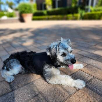Chip -  Yorkshire Terrier and Schnauzer Dog for Adoption in Orange, California - Chip | PetCurious