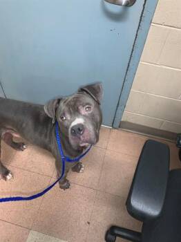 SMOKE -  Pit Bull Terrier Dog for Adoption in San Jose, California - SMOKE | PetCurious