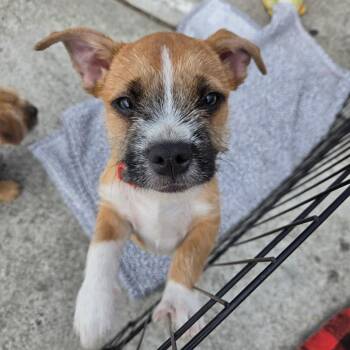Rascal -  Terrier Dog for Adoption in Pacifica, California - Rascal | PetCurious