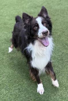 Velcro -  Australian Shepherd Dog for Adoption in Sandy Springs, Georgia - Velcro | PetCurious
