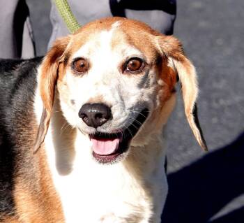 Snoopy -  Beagle Dog for Adoption in Millfield, Ohio - Snoopy | PetCurious