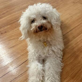 Miniature Poodle and Bichon Frise Dogs Available for Adoption in Boulder, Colorado - Manny | PetCurious