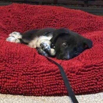 Goose -  Border Collie and Mixed Breed Dog for Adoption in Overland Park, Kansas - Goose | PetCurious
