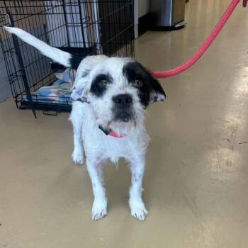 Frankie - Chino Hills Location -  Border Terrier and Mixed Breed Dog for Adoption in Chino Hills, California - Frankie - Chino Hills Location | PetCurious
